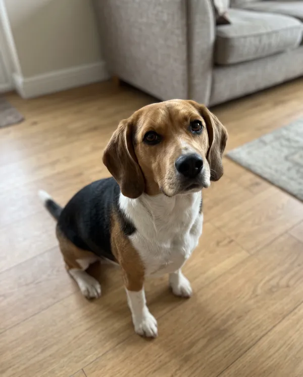 A tricolor beagle sitting on a wooden living room floor