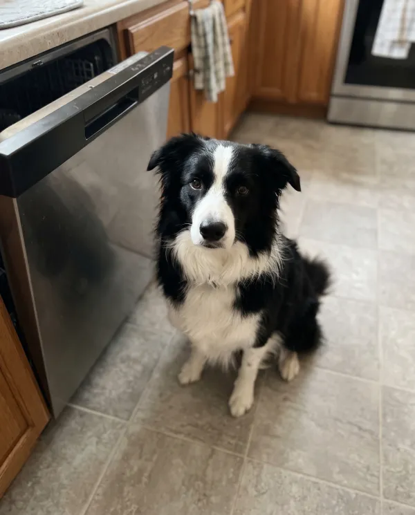 A border collie on a kitchen floor