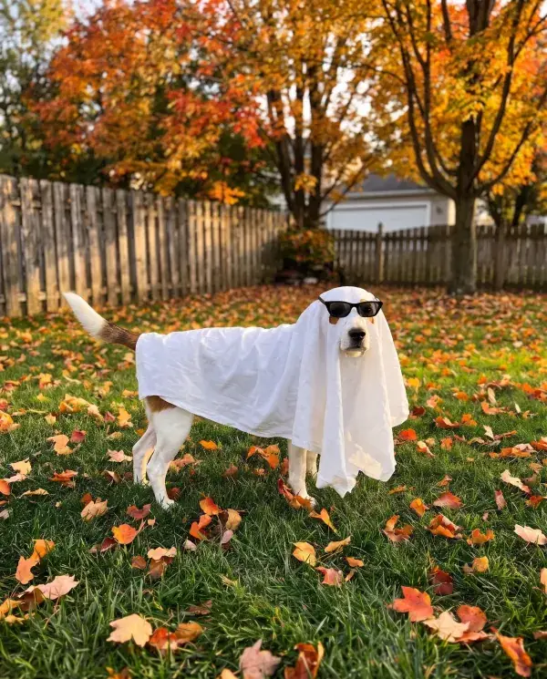 The beagle as a sheet ghost wearing tiny black sunglasses, made with AI