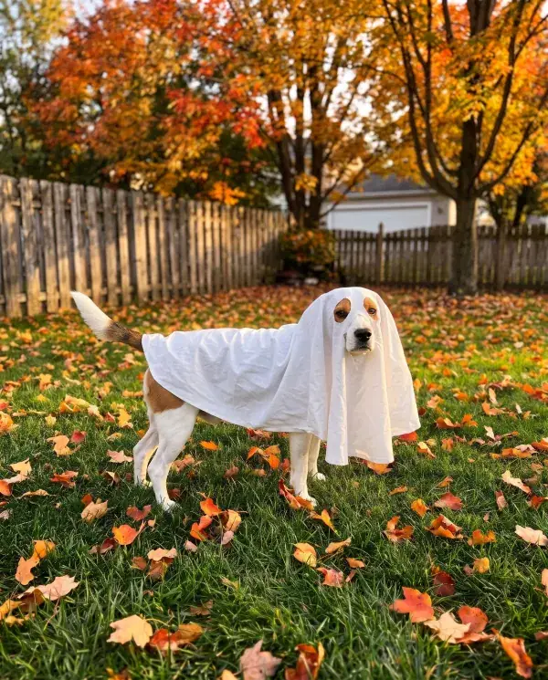 A beagle in a small white sheet ghost costume on autumn leaves