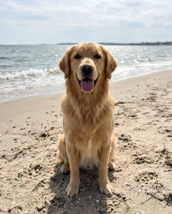 The same golden retriever sitting on a sunny beach with the ocean behind it